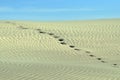 Foot prints going over a sand dune.