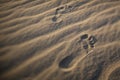 Foot prints of human on a sand dune. Royalty Free Stock Photo