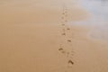 Foot prints in sand, walking barefoot on the beach Royalty Free Stock Photo