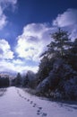 Foot prints in the snow