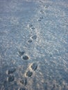 Foot prints in snow Royalty Free Stock Photo
