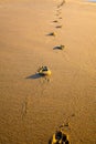 Foot prints trace in golden sand on beach Royalty Free Stock Photo