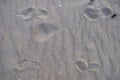 Two traces of legs on sand Royalty Free Stock Photo