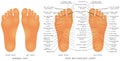 Foot Reflexology Chart Royalty Free Stock Photo