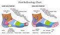 Foot Reflexology Side Profile Lateral Medial View Royalty Free Stock Photo