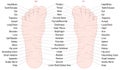 Foot Reflexology Zone Massage Areas Names