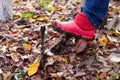 A foot in a rubber boot cleans the stuck dirt from the sole on a metal, forged shoe scraper in the backyard with fallen Royalty Free Stock Photo