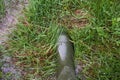 Foot in a rubber boot in the grass with water Royalty Free Stock Photo