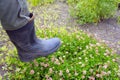 Foot in rubber boots trampling the flowers