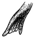 Foot of Seal, vintage illustration