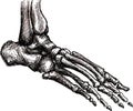 Foot skeleton anatomy