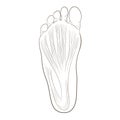 Foot sole illustration