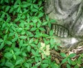 Foot statue in abandoned cemetery in the woods, periwinkle. Forgotten place