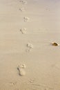 Foot steps on beach Royalty Free Stock Photo