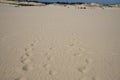 Foot steps on the sand, desert in Poland, Leba