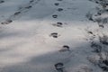 Foot steps in sand Royalty Free Stock Photo