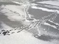 foot traces on melting ice