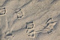 Foot traces of seagulls in the sand. Background with beige fine sand. Sand surface on the beach, view from above.