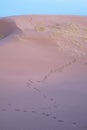 Trail of footprints on the purple desert sands on a clear day at dusk Royalty Free Stock Photo