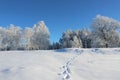 Foot tracks in thick snow in winter landscape, white blue nature, sweden Royalty Free Stock Photo