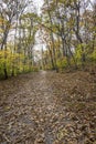 Foot trail in the forrest Royalty Free Stock Photo