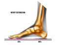 Foot weight distribution. Normal arch foot bones realistic skeleton medial view