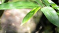 Bamboo leaves dangle in the wind