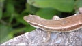 The footage of Eutropis multifasciata lizard, commonly known as the East Indian brown mabuya.