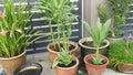 Green celtuce lactuca sativa growing on the pot.