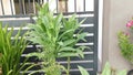 Green celtuce lactuca sativa growing on the pot.