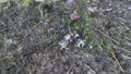 Inedible wild white Mycorrhizal fungi sprouting from the ground