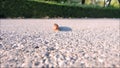 A footage of Long brown millipede walking on the ground and straightforward to the camera.