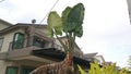 Long or tall stem of the alocasia elephant ear plant