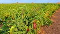 Footage of pepper vegetable field