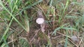 psathyrellaceae mushrooms sprouting out from the ground.