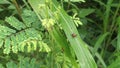 red assassin bug perching on the leaves.