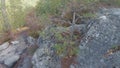 Scots Pine in Fontainebleau Forest