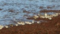 Shorebirds on a Shore in Brittany