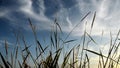 Time lapse reeds silhouette