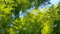 Treetops in a beautiful green forest