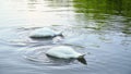 Footage of two white swans on a water in summer time synchronously deep their heads into the water