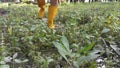 Unknown person wearing yellow boot walking or runnibg on muddy ground