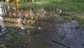 Unknown person wearing yellow boot walking or runnibg on muddy ground