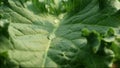 Water Droplets on Growing Kale\'s Leaf