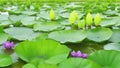 Footage of water hyacinth plant in nature.