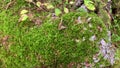 Footage of wild plants and moss at mountain forest in Trabzon city of Black sea region in Turkey.