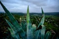 Footage of windmills farm and Aegean landscape in Sigacik Seferihisar district of Izmir Turkey