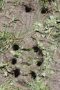 Football boot mud trace Royalty Free Stock Photo