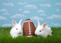 Football bunnies in backyard grass Royalty Free Stock Photo