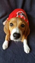 Football Fan Beagle Nebraska Huskers